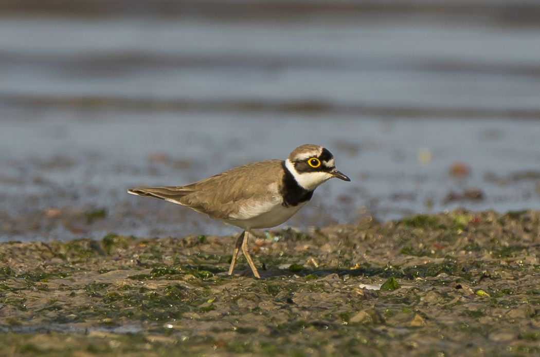 Little Ringed Plover