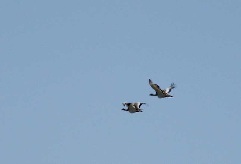 Great Bustard