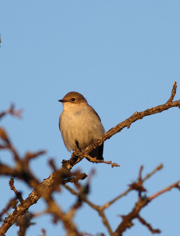 Red-breasted Flycatcher