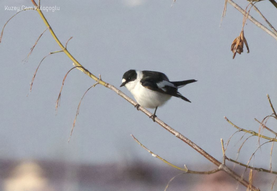Collared Flycatcher