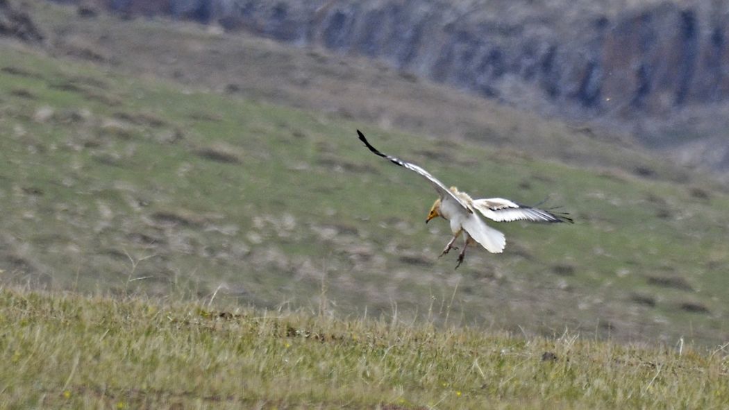 Egyptian Vulture