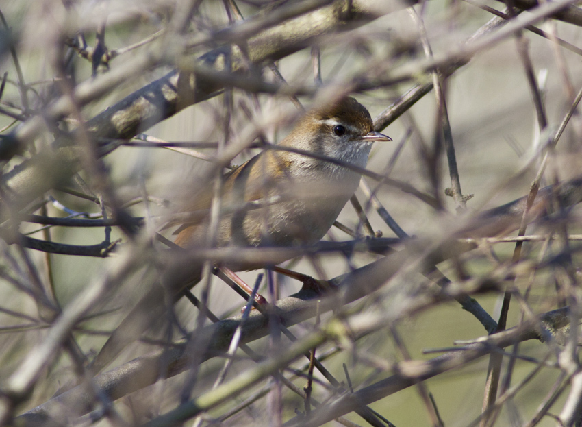 Cetti`s Warbler