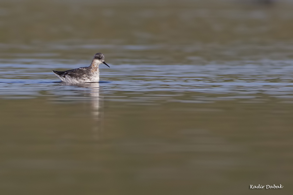 Red-necked Phalarope