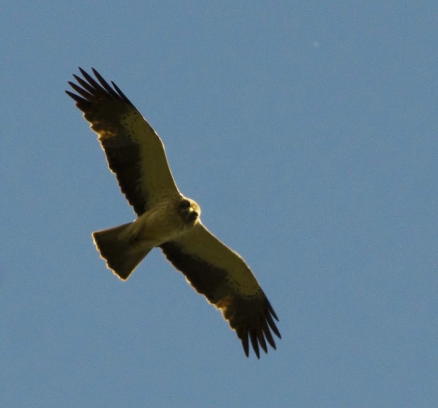 Küçük Kartal
