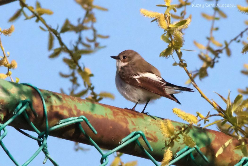 European Pied Flycatcher