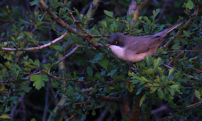 Eastern Orphean Warbler