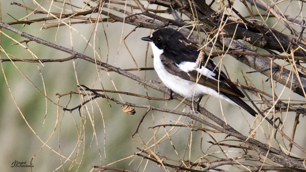 European Pied Flycatcher