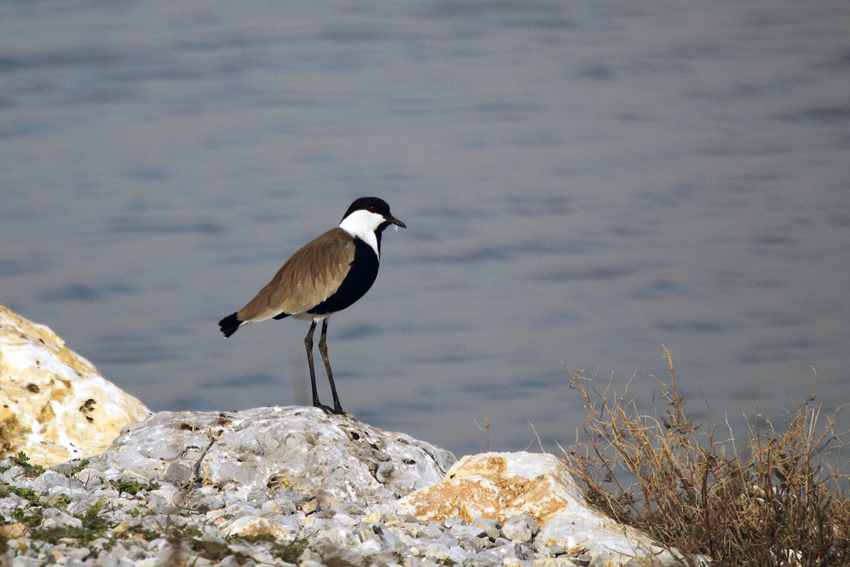 Spur-winged Lapwing