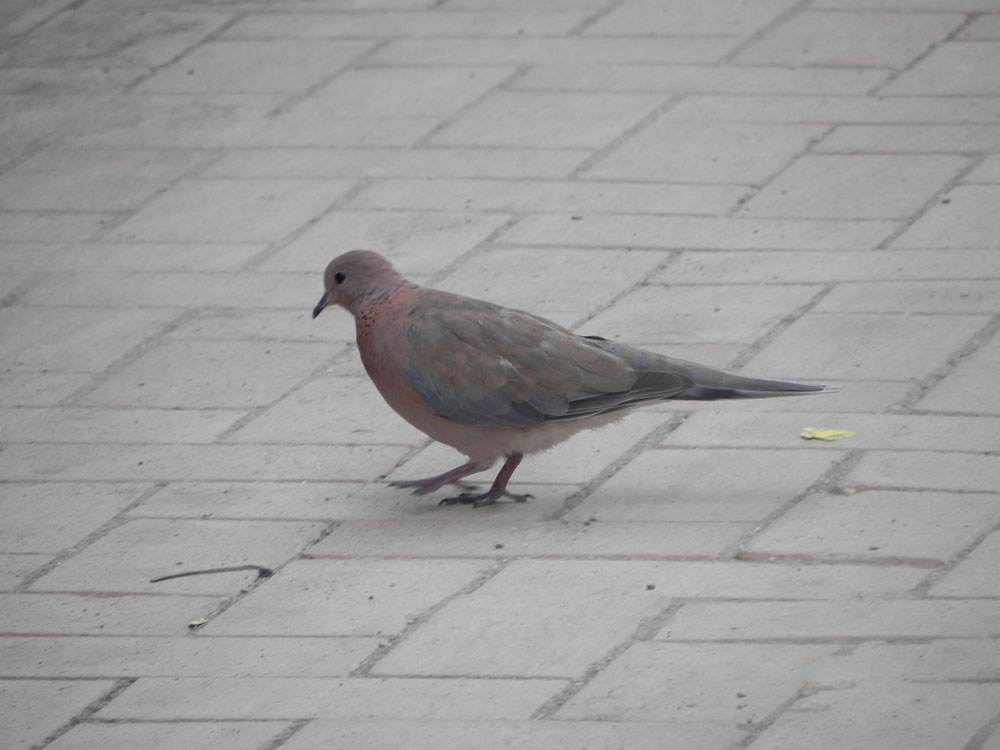 Laughing Dove
