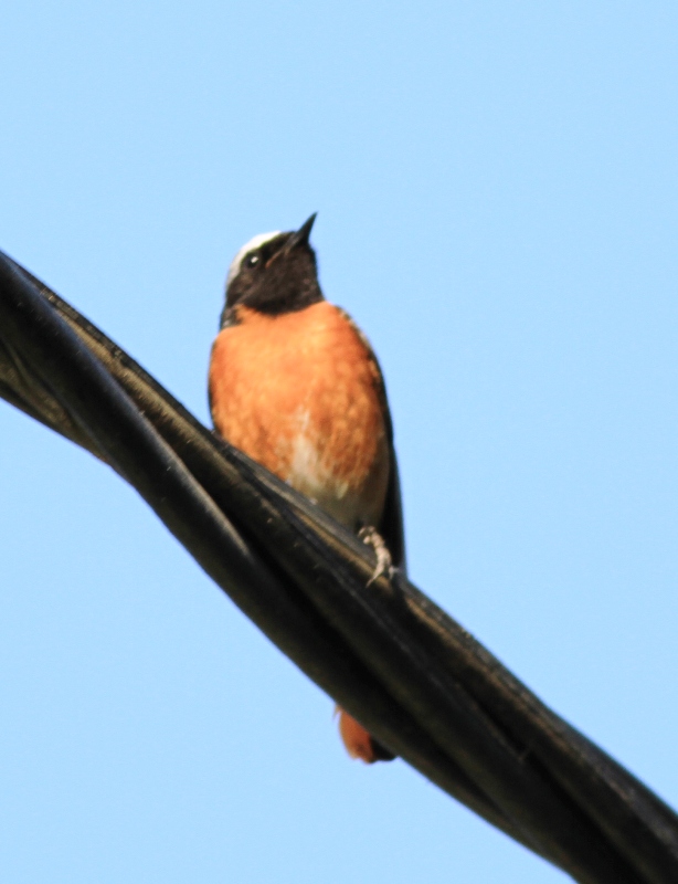 Common Redstart