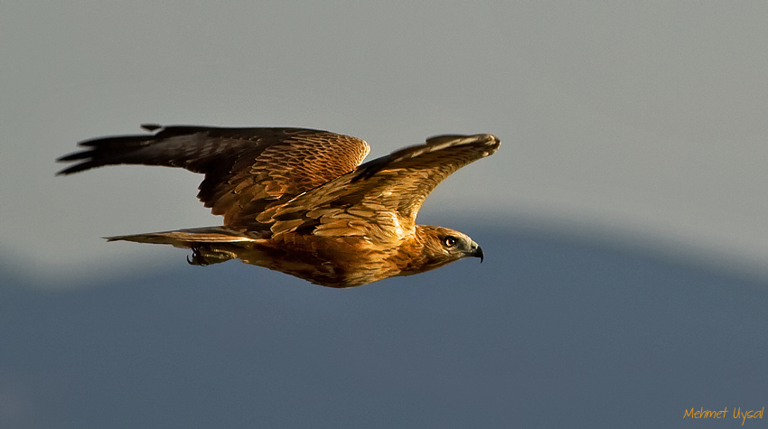 Long-legged Buzzard