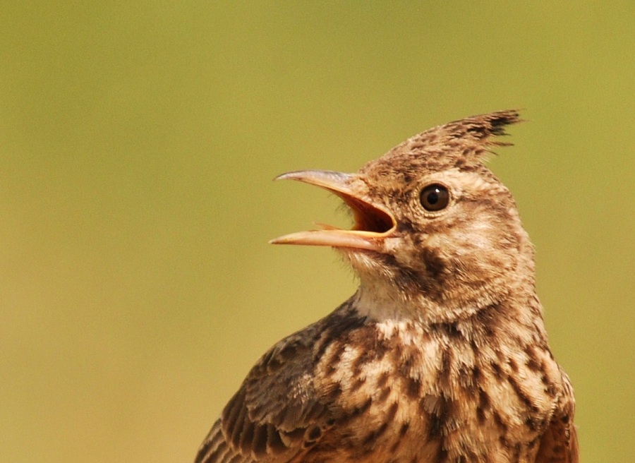 Crested Lark