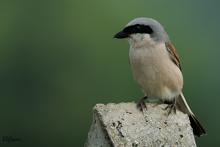 Red-backed Shrike