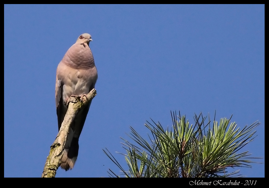 European Turtle Dove