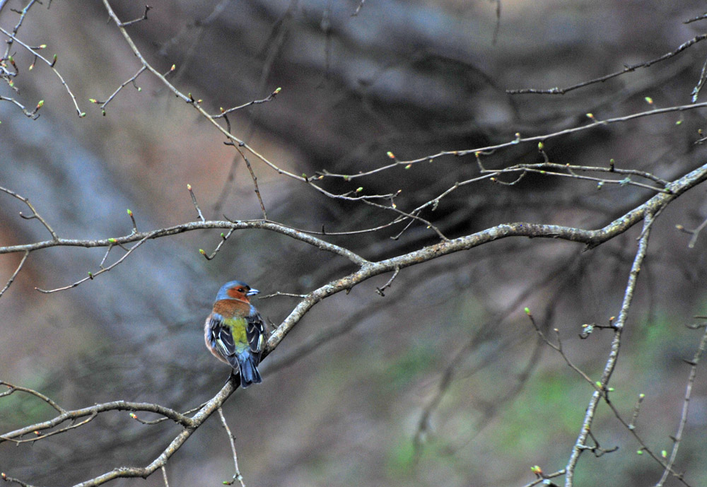 Common Chaffinch