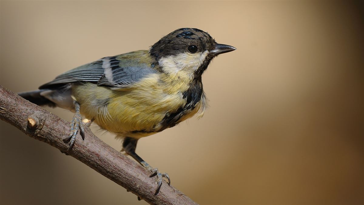 Great Tit