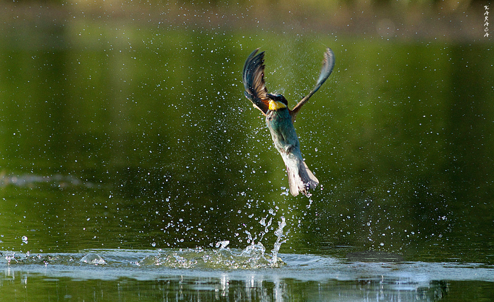 European Bee-eater