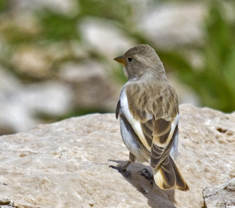 Kar Serçesi
