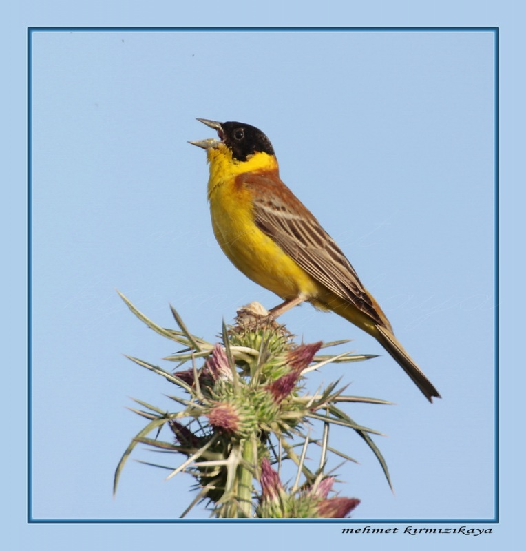 Black-headed Bunting