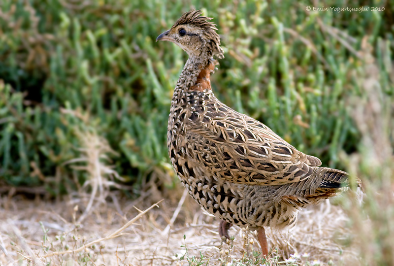 Black Francolin