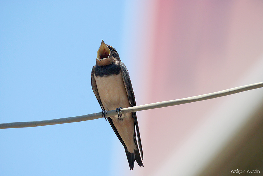 Barn Swallow