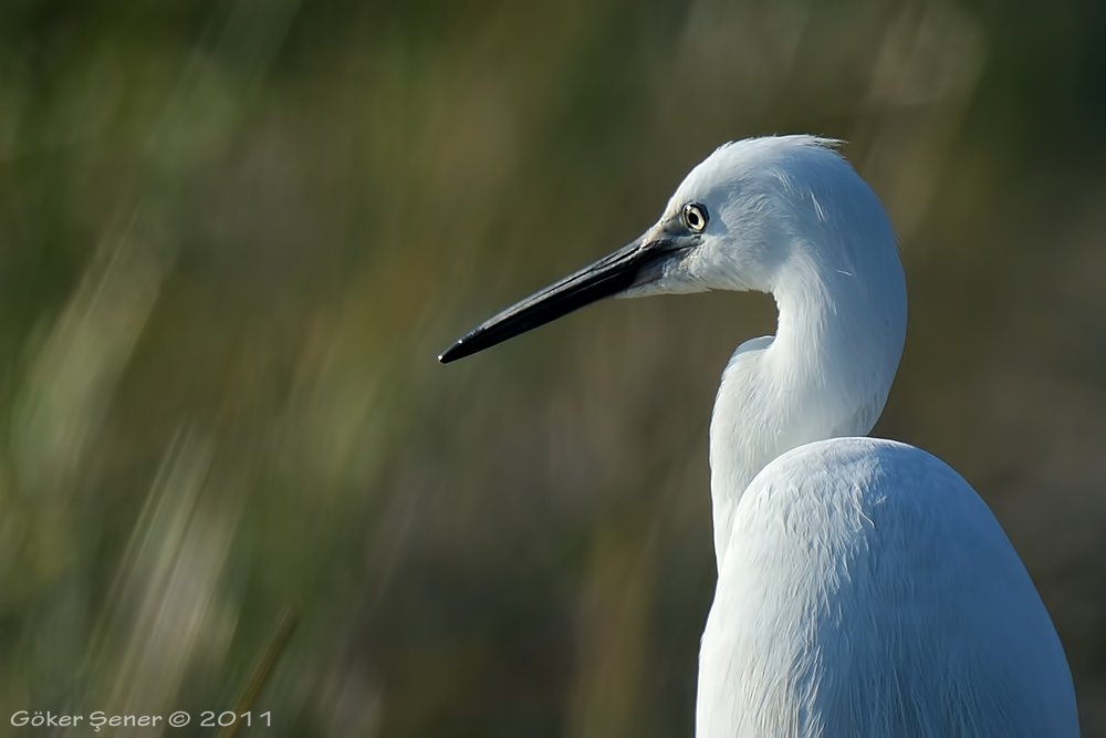 Little Egret