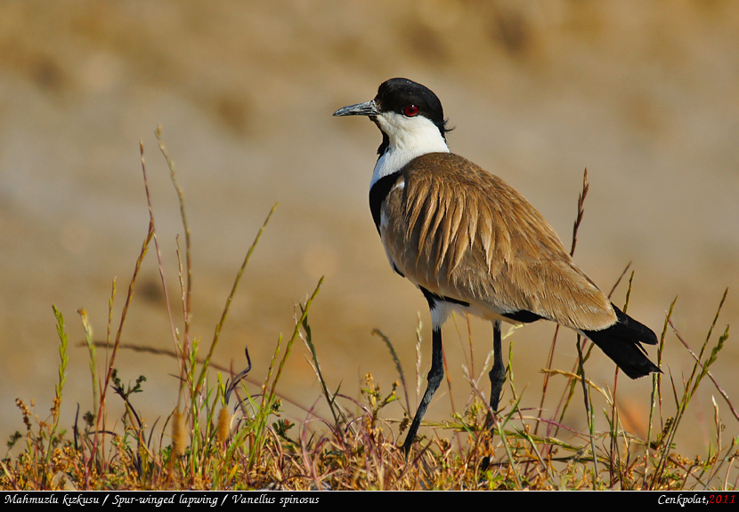 Spur-winged Lapwing
