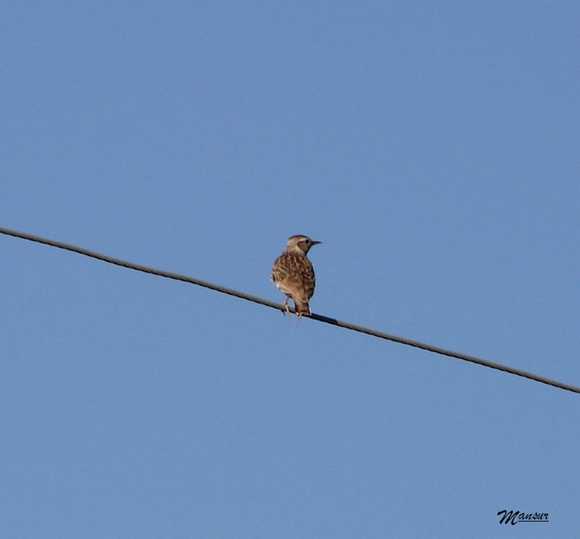Woodlark