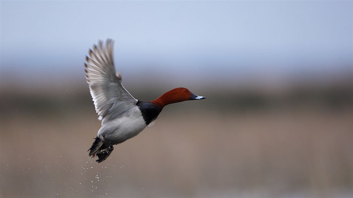 Common Pochard