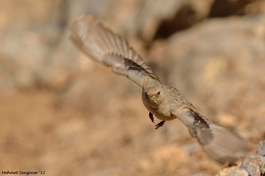 Alpine Accentor
