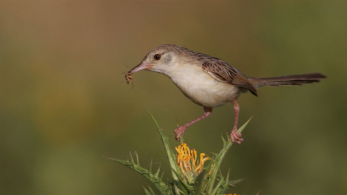 Delicate prinia