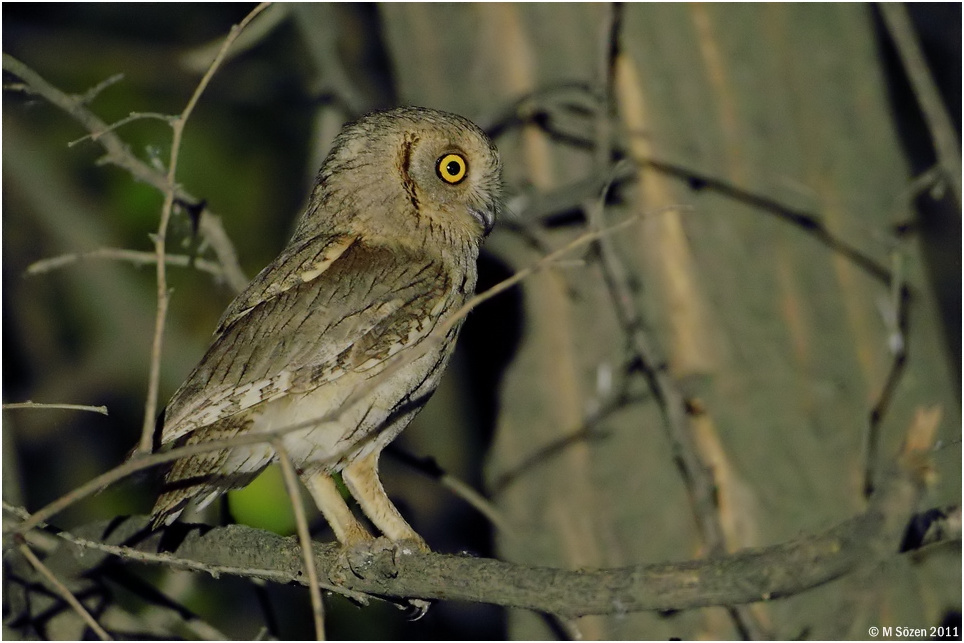 Pallid Scops Owl