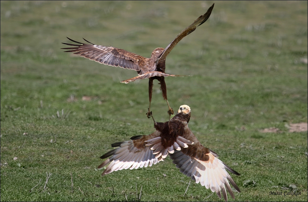 Western Marsh Harrier