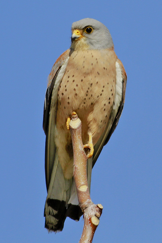 Lesser Kestrel