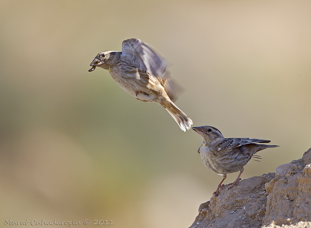 Rock Sparrow