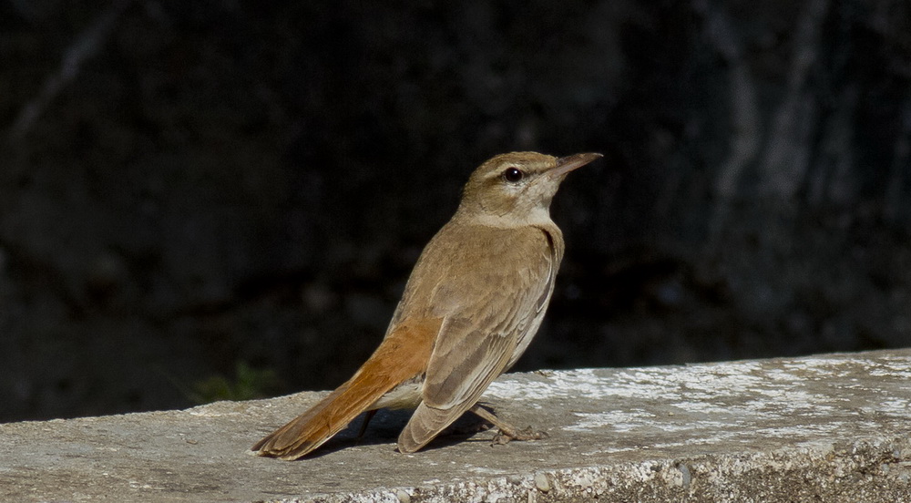 Rufous-tailed Scrub Robin