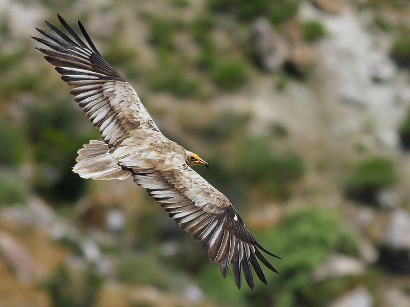 Egyptian Vulture