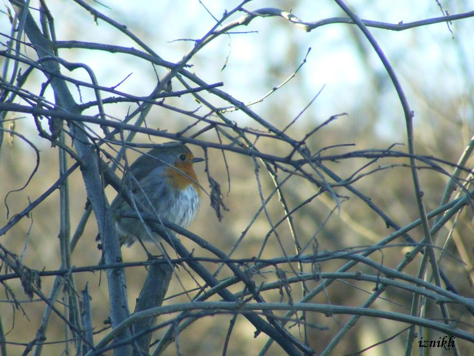 European Robin
