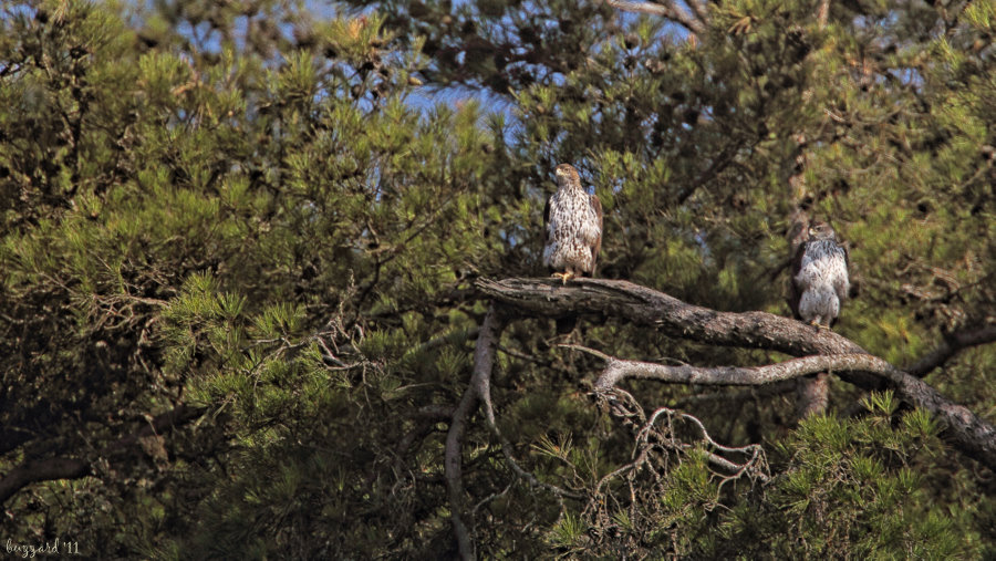 Bonelli`s Eagle