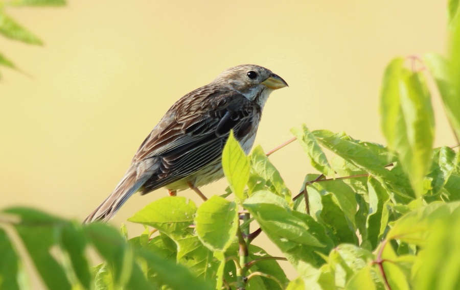 Corn Bunting