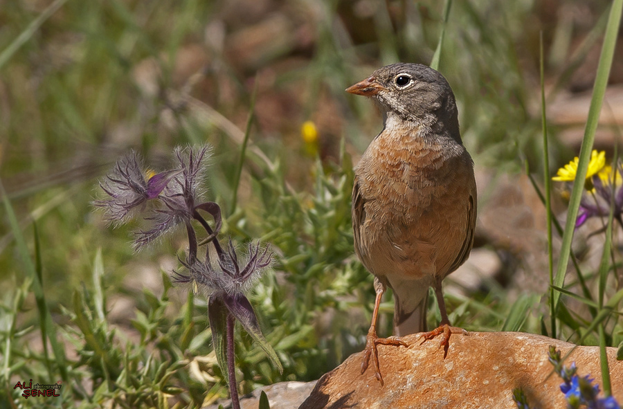 Grey-necked Bunting