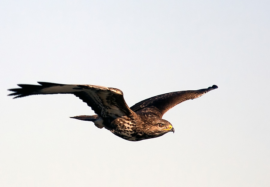 Common Buzzard