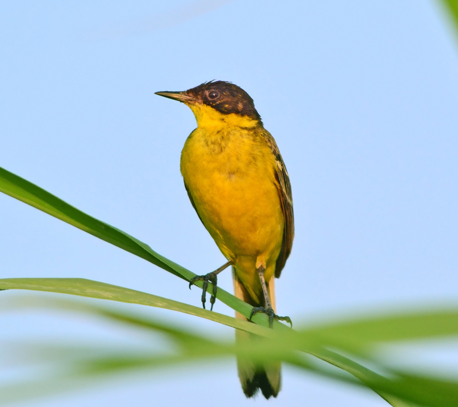 Western Yellow Wagtail