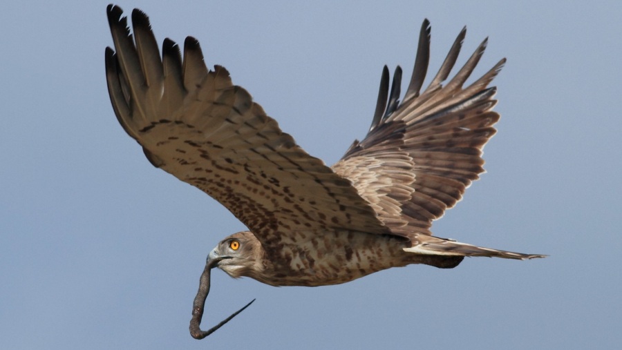 Short-toed Snake Eagle