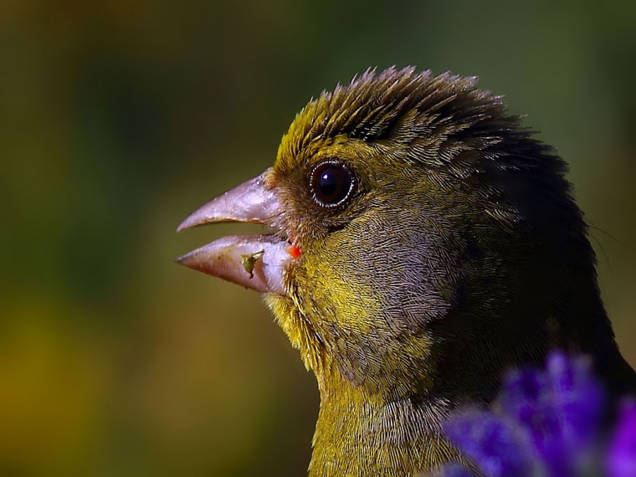 European Greenfinch