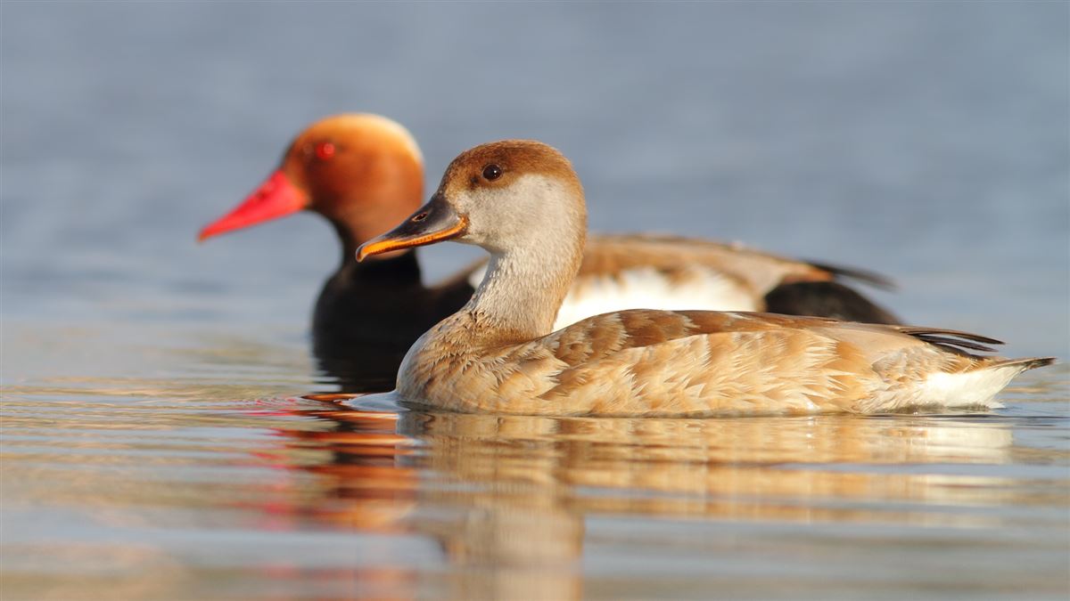 Red-crested Pochard
