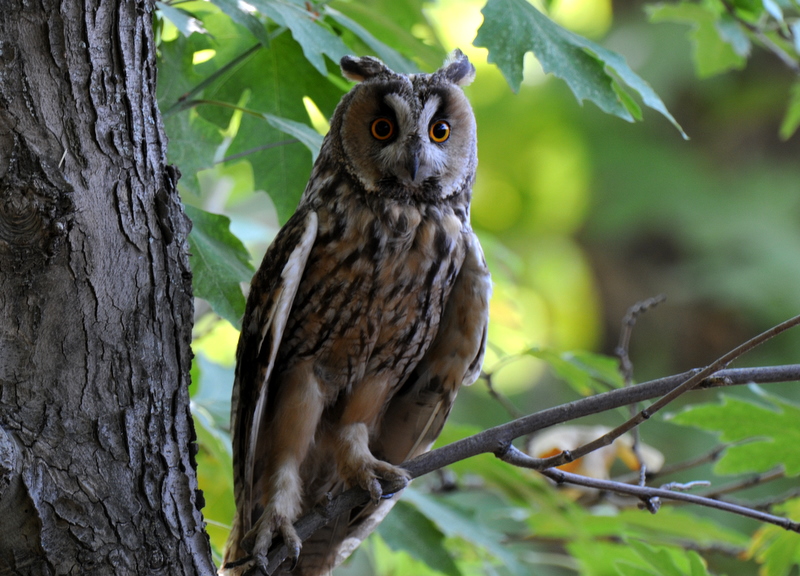 Long-eared Owl