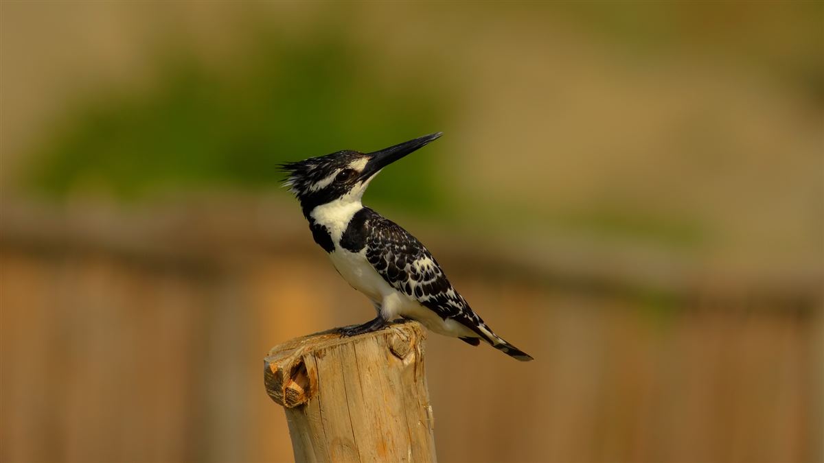Pied Kingfisher