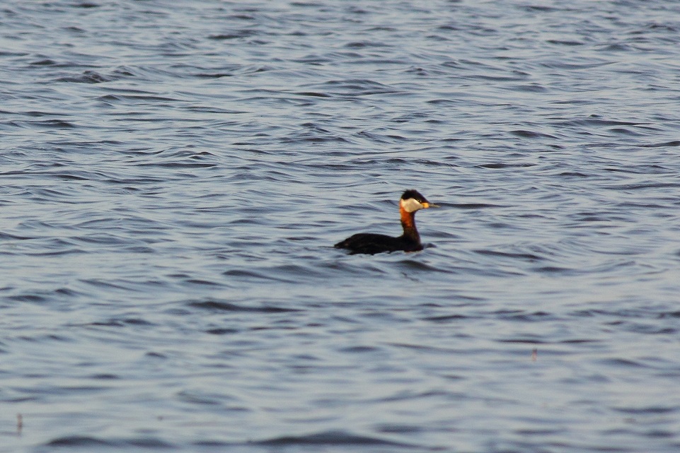 Red-necked Grebe