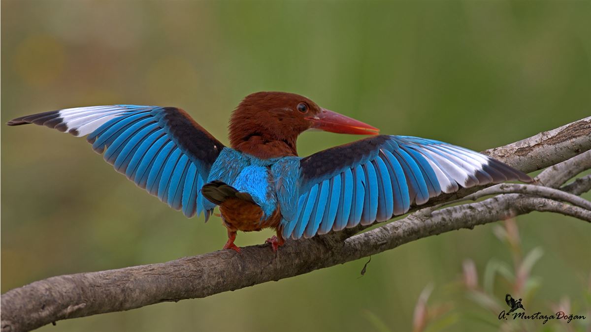 White-throated Kingfisher